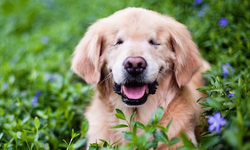 看不見也能帶來歡笑！盲眼黃金獵犬用正面能量療癒人心 Smiley、黃金獵犬、Joanne、繁殖場、瞎