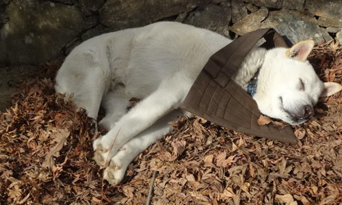 意圖讓人想進寺院？萌度無限大的稀有狗住持マル マル、住持、住職、丸、指引