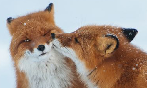 動物世界存在真愛？小動物情侶告訴你世界充滿愛 愛、動物、真愛、蝸牛、企鵝、老鼠、狐狸、海獺、貓頭鷹、鸚鵡、鴿子、猴子、松鼠、大象、猴子、豬、貓、猩猩、閃