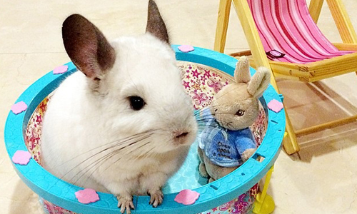 超懂如何享受人生！鼠界小貴婦BUBU秀給你看 BUBU、毛絲鼠、豪華、享樂、生活