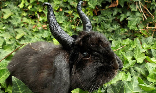 時而惡魔、時而天使！超萌扮裝垂耳兔Wednesday 扮裝、垂耳兔、Wednesday、Cosplay、兔子