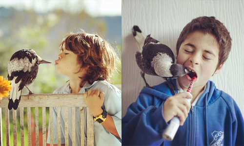 超萌喜鵲給你早安吻！正太一家與喜鵲的歡樂時光 動物、鳥、喜鵲、正太、男孩、朋友、可愛