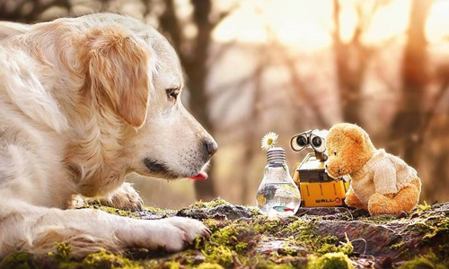 療癒系滿分 黃金獵犬與泰迪熊的真摯友誼溫暖你心 狗、泰迪熊、可愛、攝影、Gabi Strickler、Mali、友情、溫馨、黃金獵犬、好友、老友