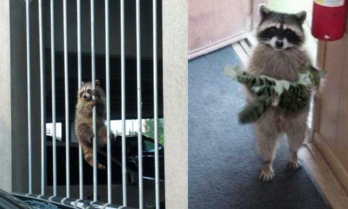 你有看過浣熊公主抱嗎！11張圖證明小浣熊根本沒你想的這麼簡單 浣熊、亂入、尋常、不尋常、好笑