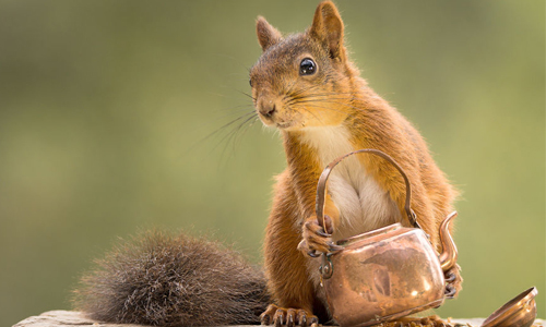 宛如故事書中的夢幻情節　一窺小松鼠的森林探險 Squirrels、松鼠、攝影、堅果、Geert Weggen