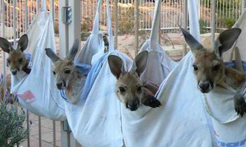 裝在購物袋裡的袋鼠寶寶？！伸手討抱抱超會撒嬌 袋鼠、路殺、孤兒、寶寶、澳洲