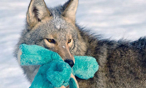 地表最野性動物變玩具小偷！拋接布偶藏不住孩子氣的狼 Pamela Underhill Karazu、野狼、小狼、野性、玩具