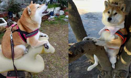 「我只想一直玩一直玩！」玩性無法擋的蠢柴公園歷險記 柴犬、うに、一直玩、勝文、玩性大開