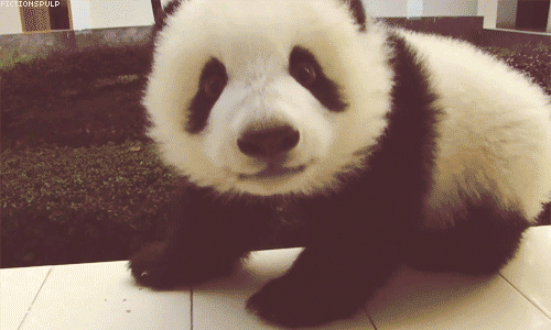 這麼笨真的OK嗎...胖熊貓呆萌事件簿 熊貓、呆萌、可愛、保育類、瀕臨絕種