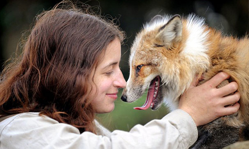 你還記得自己是狐狸嗎？狐狸與人生活後成犬系萌物 狐狸、動物、可愛、狗狗、狗