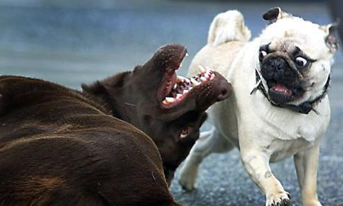 無法克制的表演慾大爆發　35個動圖證明狗狗根本是戲精 dog、funny、狗狗、表演慾、戲精