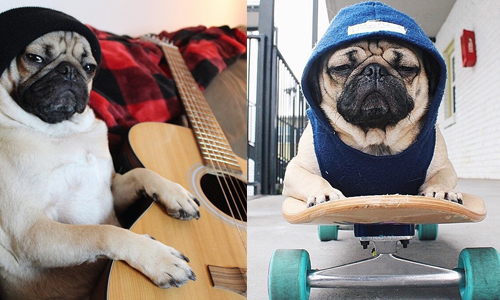 鞦韆滑板吉他樣樣行！這隻巴哥的IG生活簡直多采多姿 Instagram、itsdougthepug、巴哥、狗、動物