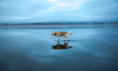 這些照片都沒P圖你信嗎？哈士奇秀輕功水上漂 Fox Grom、Kirovsk、Murmansk Oblast、Russia、Siberian Huskies、Ice Lake、 photographer、藝術