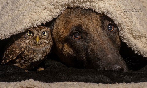 最喜歡當你的跟屁蟲　牧羊犬與貓頭鷹的療癒系攝影 owl、shepherd dog、Tanja Brandt、牧羊犬、貓頭鷹