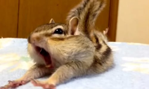 什麼動作都難不倒我！超可愛胖臉花栗鼠的耍寶日記 花栗鼠、胖臉、可愛、腮幫子、日本