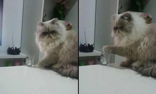 誰也別想擋他們的路！喵星人的路障掃除大絕活 貓、喵星人、肉球、邪惡、推