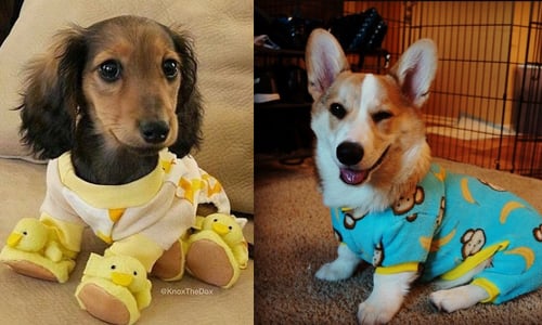 「人家還想再繼續睡～」 IG上超萌狗兒睡衣照 睡衣、狗、Instagram、可愛、萌