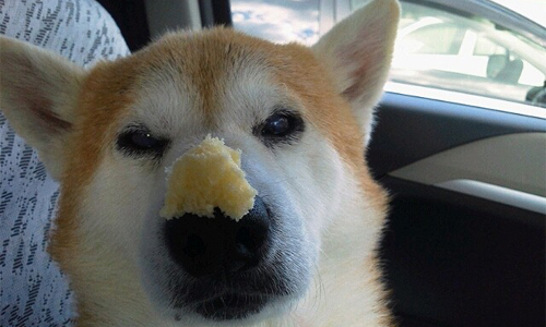 狗界淡定哥！對任何誘惑都沒興趣的柳下惠柴柴 柴犬、虎哲、淡定、沒興趣、平靜