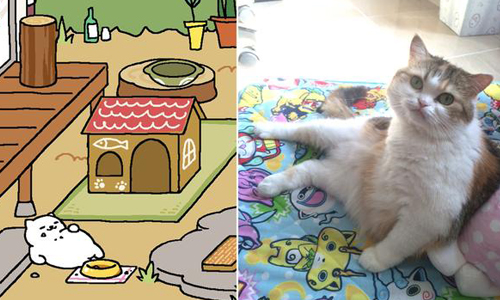 胖胖貓先生就在你身邊？日本瘋傳手機App《收集貓咪》真實版 收集貓咪、まんぞくさん、貓、貓咪、真實版