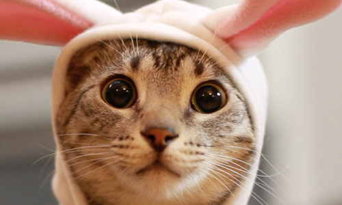 看見什麼接什麼！媲美專業守門員的超強萌貓 貓、特技、守門員、萌、動物