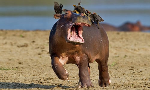 焦慮河馬寶寶噴淚大暴走！呼天喊地崩潰動物系列特輯 河馬、寶寶、崩潰、暴走、動物