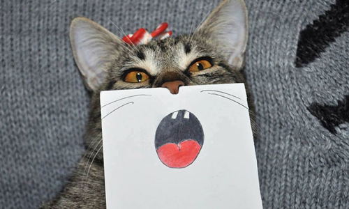 喵星人才是表情帝！8張照片證明貓咪大爺賣萌表情多 表情帝、貓咪、大爺、貓、喵星人