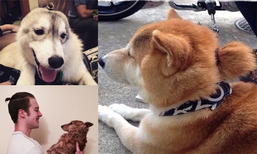 雷神索爾都沒你們帥！超潮的狗狗包頭正夯 狗、狗狗、動物、打扮、髮型、包頭、綁頭髮、可愛、帥氣