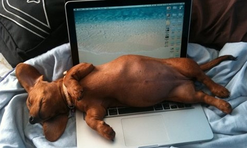 哪隻臘腸狗能比牠長？狗狗版貪食蛇App《肉林中的笨臘腸》 手機、App、遊戲、殺時間、打發時間