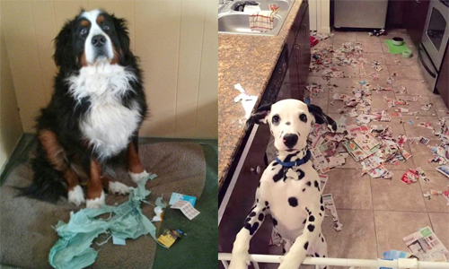 「Oops！被發現了」 22個毛小孩做壞事被抓包的驚恐表情 guity、dogs、cats、罪惡感、闖禍