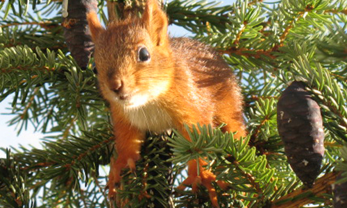 拯救落難小萌鼠  意外展開一段6年超暖心鼠來寶情緣 松鼠、鼠來寶、溫馨、動物、寶寶