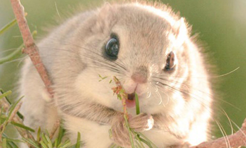 你絕對沒見過的神奇寶貝！北海道7種卡哇伊小動物 北海道、可愛、生物、動物、萌、飛鼠、老鷹、兔、鼠兔、山雀、狐、狐狸、紅狐、松鼠、紅松鼠、貓頭鷹、鼬