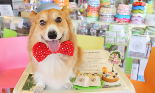 充滿毛孩子的療癒樂園！香港5大超人氣貓狗咖啡廳 愛玩妞、香港、貓、狗、咖啡廳