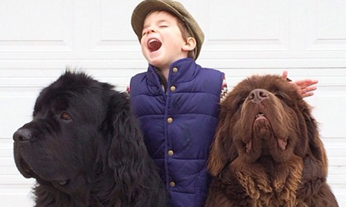 全世界我最喜歡你！兩大狗與男孩的跨種族友情攝影 狗、犬、紐芬蘭犬、孩子、男孩、朋友、友情、northwestmommy、Stasha Becker、攝影