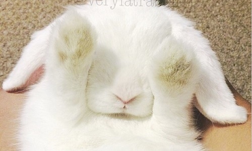 胖到連全身毛髮都會抖動！藍眼兔Mason 10個蠢萌時刻萌歪你 兔、兔子、胖兔、Mason、Instagram