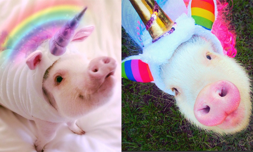 根本是豬界的時尚模特兒　超可愛迷你豬Hapmmy的一周穿搭 pig、hammy、hamlet、Amina Mucciolo、hamlet_the_piggy、迷你豬、寵物、豬