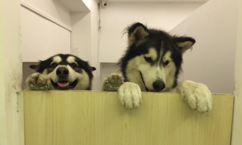 搞出命案現場惹主人崩潰？！2隻超調皮阿拉斯加雪橇犬的爆笑日常 阿拉斯加雪橇犬、狗狗、寵物、寶貝、頑皮