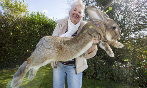 這樣你還覺得萌嗎？體型「超過一公尺」的英國巨兔 巨型、兔子、毛茸茸、動物、萌、可愛、驚人
