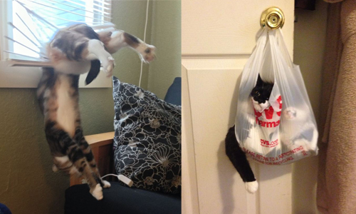 你在百葉窗裡做什麼？15個喵星人在家的失序行為 喵星人、貓咪、貓、汪星人、搗蛋