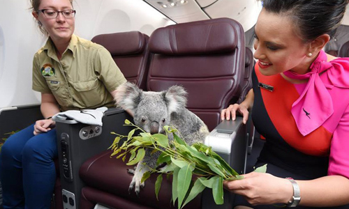 無尾熊也搭飛機出差 享受和人一樣的VIP待遇 無尾熊、動物、萌、澳洲、新加坡
