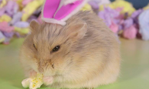 人家只是胖才不是兔子！搞笑短腿倉鼠一秒就能逗樂你 倉鼠、胖、萌、呆、搞笑