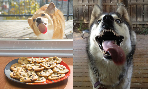 你們到底是有多餓？動物舔玻璃爆笑全紀錄 動物、貓、狗、可愛、舔