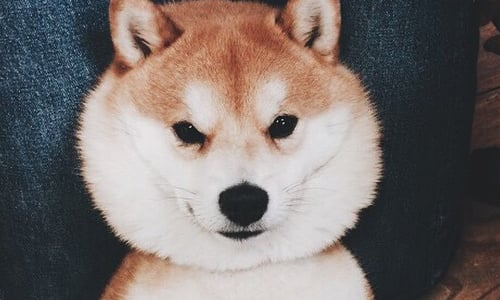 我的嘴邊肉有這麼好捏嗎…？無辜肥柴柴的一天行程全紀錄 Instagram、risato8、柴犬、無辜、肥