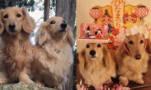 不管做什麼都要在一起！超治癒長毛臘腸狗兄妹生活紀實 Instagram、hacth427、長毛臘腸狗、臘腸狗、表情帝