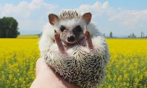 可愛到每天都像在拍MV！大明星胖球刺蝟的粉絲見面會開跑 Instagram、Calico、小胖球、呆、萌