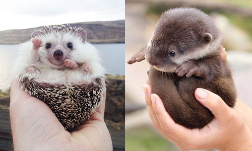把你們玩弄於股掌之間！手掌心上的呆萌動物特輯 動物、可愛、貓、狗、刺蝟、鹿、萌、手掌、療癒