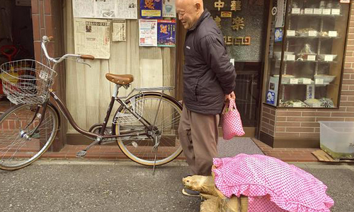龜屁股是街上最緩慢的風景！日本驚見超大型烏龜出沒街頭 日本、烏龜、超大型、可愛、萌