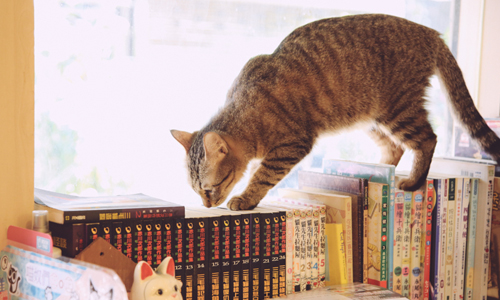 妞專訪：與對的貓來場完美相遇！與眾不同的貓咪咖啡廳「貓藝家」 貓咪、貓、喵星人、萌、認養、貓藝家、咖啡廳、專訪