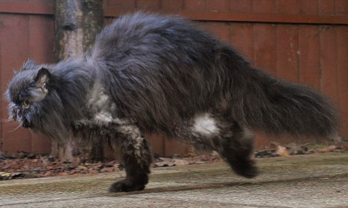 只剩兩腳也能行動自如！殘而不廢的黑波斯貓Caffrey Caffrey、波斯貓、兩腳