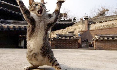 嚇到雙腿站立逃竄？喵星人驚恐發瘋全紀錄 貓、貓咪、喵星人、驚嚇、驚恐