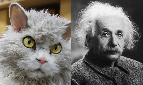 愛因斯坦轉世成為喵星人？！捲毛邪惡貓制霸整個辦公室 pompous.albert、美國、愛因斯坦、貓、喵星人